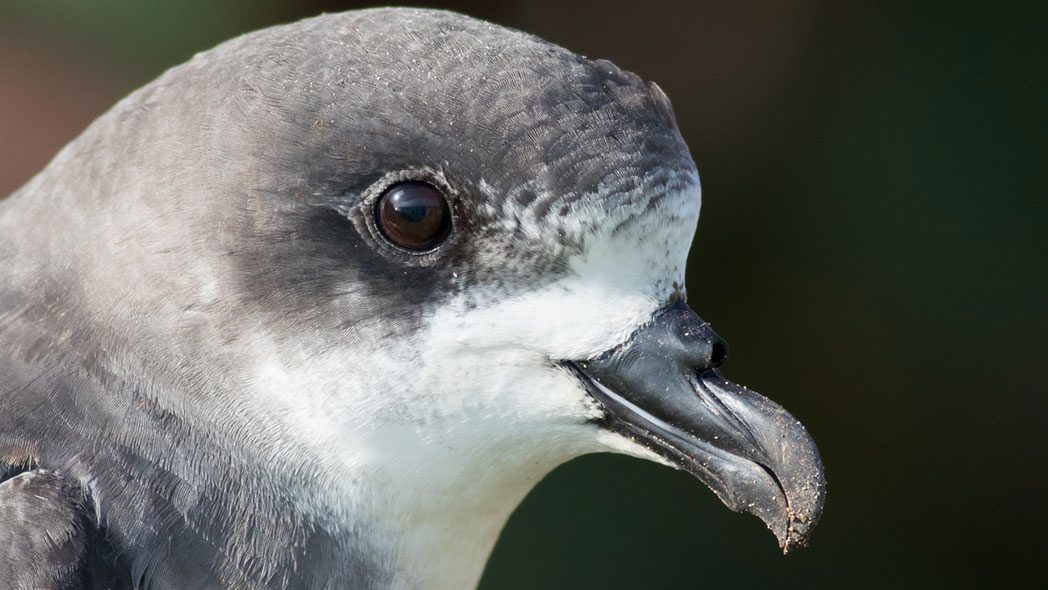 a cahow, also known as a Bermuda petrel